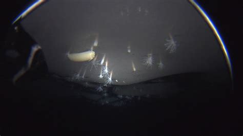 Sea Anemones Found Clinging Upside Down To Antarctic Ice