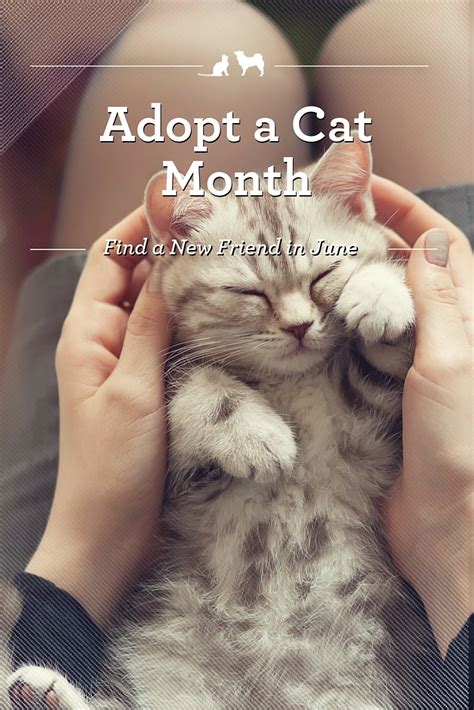 We have two types of fees; Getting the Scoop on Litter During Adopt-a-Cat Month