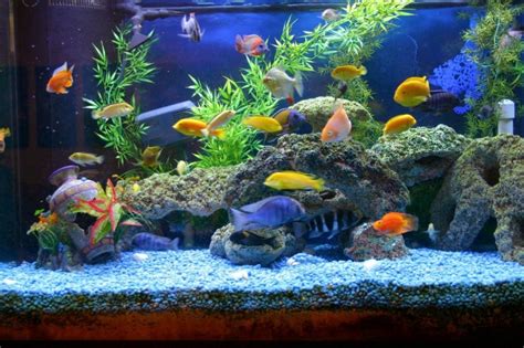 Ini Caranya Menyiapkan Akuarium Ikan Idaman untuk Pemula!