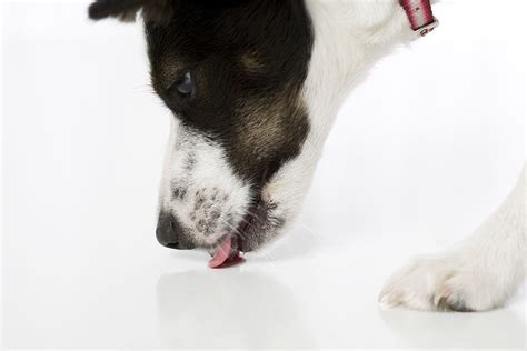 The first question i have is your female and male spayed and neutered. Floor Licking May Be A Sign Of Gastrointestinal Issues In ...