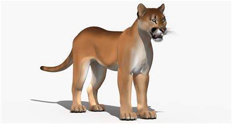 Cougar Cartoon Puma D Model