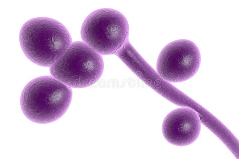 Fungi Candida Albicans Which Cause Thrush Stock Illustration