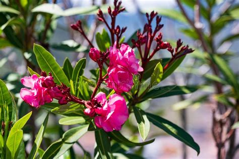 The Oleander Grows In The Mediterranean It Is Available In Different