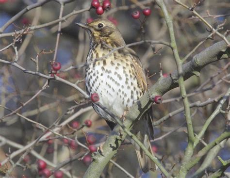 Id Guide To Thrushes British Naturalists Association