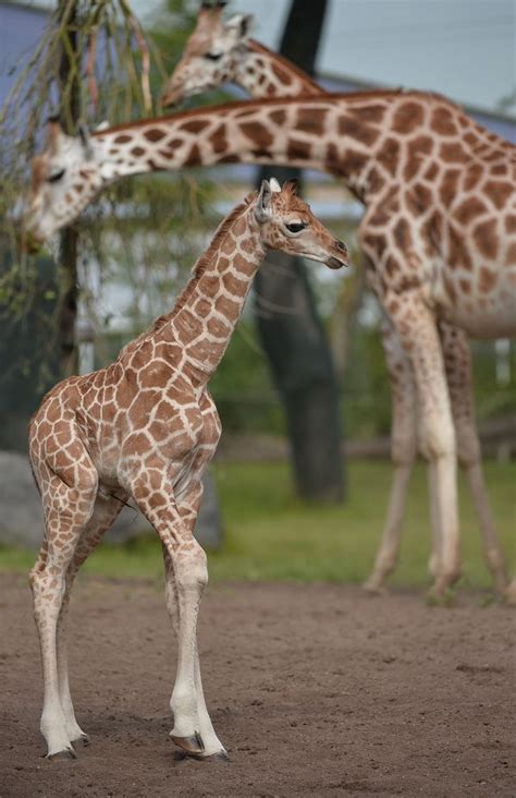 Baby Giraffe Tries Out His New Very Long Legs Zooborns