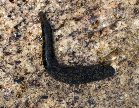 Leech Canada Has Only One Species Of Leech Identified As A Flickr