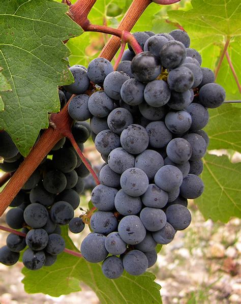 Red Cabernet Sauvignon The Traditional Variety