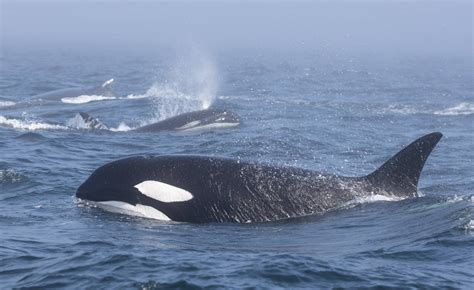 Rare Clash Between Orcas Humpback Whales Witnessed In Salish Sea
