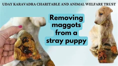 Removing Maggots From A Stray Dog Rescue Of A Puppy With Huge Maggot