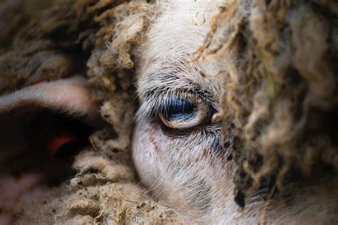 Sheeps Eye Image National Geographic Your Shot Photo Of The Day