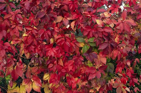 How To Get Red Foliage Why Foliage Doesnt Turn In Shrubs Or Trees