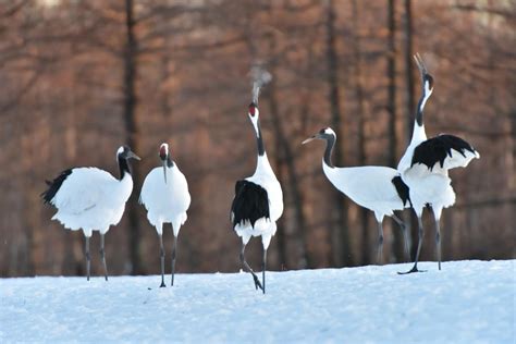 18 Wild Animals In South Korea Wildlife In South Korea Kevmrc