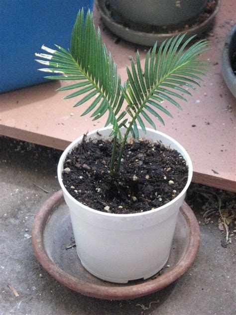 Sago Palm Transplanting Learn When And How To Repot A
