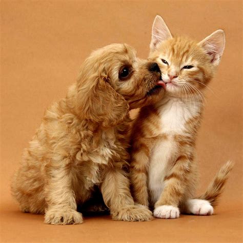 Dog And Cat Pictures Together