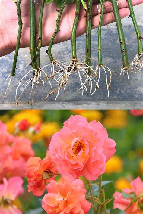 How To Grow Roses From Cuttings Easily Compare The Best And Worst Ways