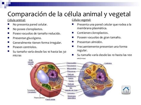 Cuadros Comparativos Entre Célula Animal Y Vegetal Para Descargar E