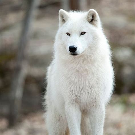 5 082 wolf dog stock video clips in 4k and hd for creative projects. Arctic Wolf by WolvesOnly | Arctic wolf, Wolf dog, White wolf