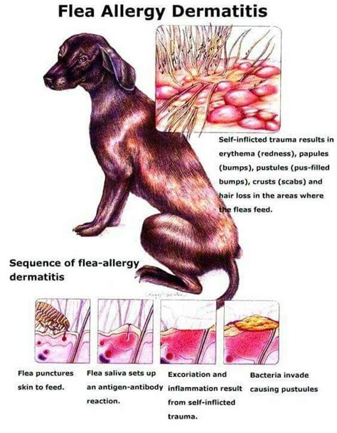 It's marked by skin inflammation, hair loss, and sores. If your pet is allergic to fleas, it only takes one bite ...