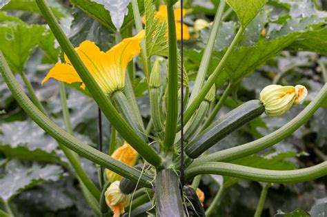 Also called courgette, zucchini is a squash that has its origin in america and is available in colors including yellow, light green, and green. Zucchini - pflanzenjahr.de