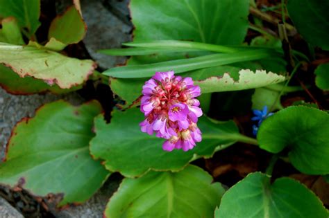 The trailing nature of this vine means that you can train them to grow up trellises and walls. Astrid's Garden Design: Top Perennials Part 5 (of many)