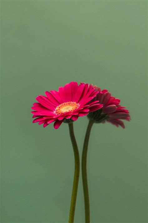 Pink Daisy Flower Wallpapers Top Free Pink Daisy Flower Backgrounds