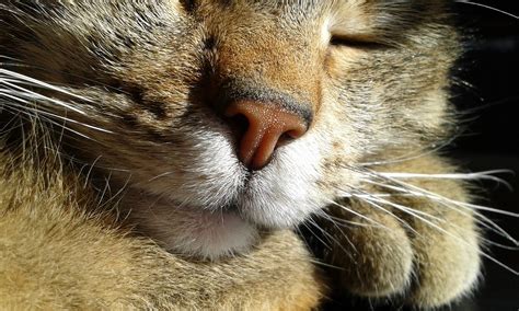 8 interesting facts about the cat noses and their sense of smell