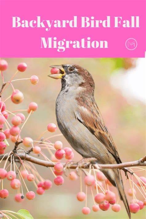 Tips For Backyard Bird Fall Migration Mother 2 Mother Blog