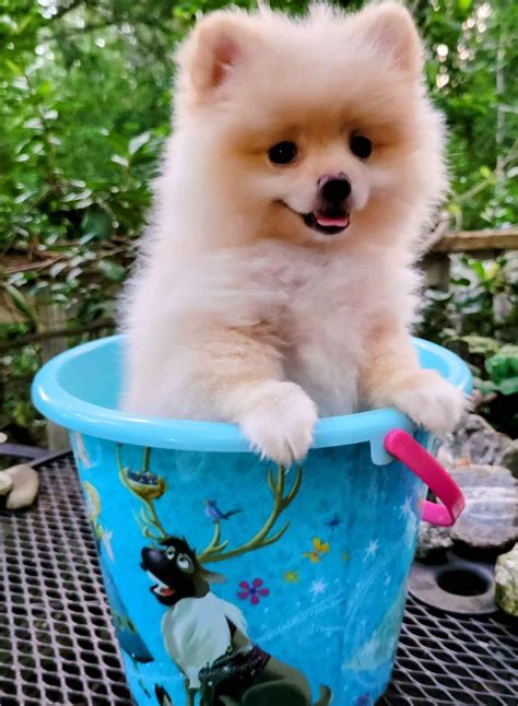 Laine-S Angel Heart Poms - Pomeranian Puppies for Sale in Forsyth, GA