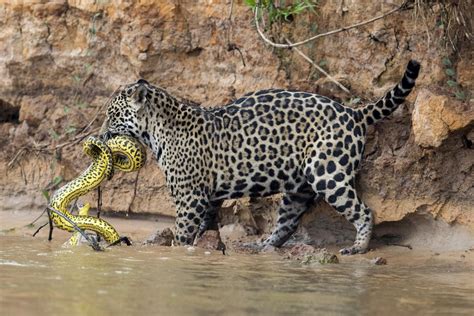 A Jaguar Stalks And Kills A Yellow Anaconda On The Cuiaba River In