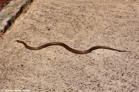 A member of the brown snake family, the dugite is nowhere near as venomous as its cousin, the eastern brown snake. Pseudonaja affinis - Dugite (Kings Park Botanic Gardens, P… | Flickr