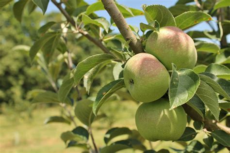 The type of fruit tree you choose to grow in virginia should be determined by which part of the state you are in. Tree Fruit | Central Virginia Ag Spotlight