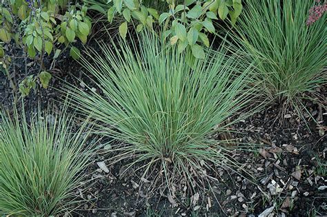 Related to ruby grass melinis savannah. Savannah Ruby Grass (Melinis nerviglumis 'Savannah') in ...