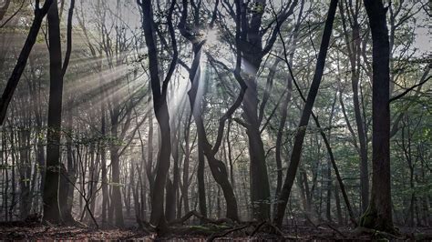 Nature Trees Forest Branch Leaves Wood Mist Sun