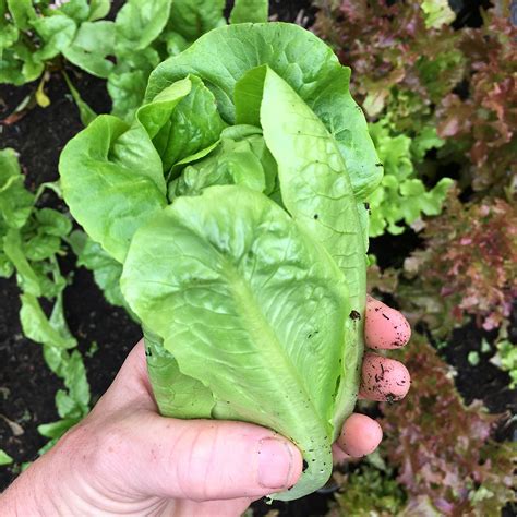 Lettuce Little Gem 10 Plug Plants Order Online Rocket Gardens
