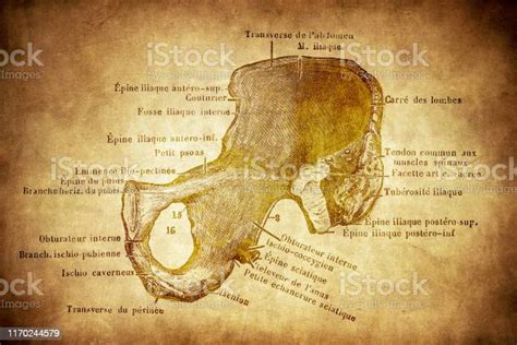 Ilustración De Hueso Ilíaco O Hueso Coxal Y Más Vectores Libres De