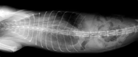 Dog X Ray Diaphragmatic Hernia In Dog Stomach Herniated In The Thorax