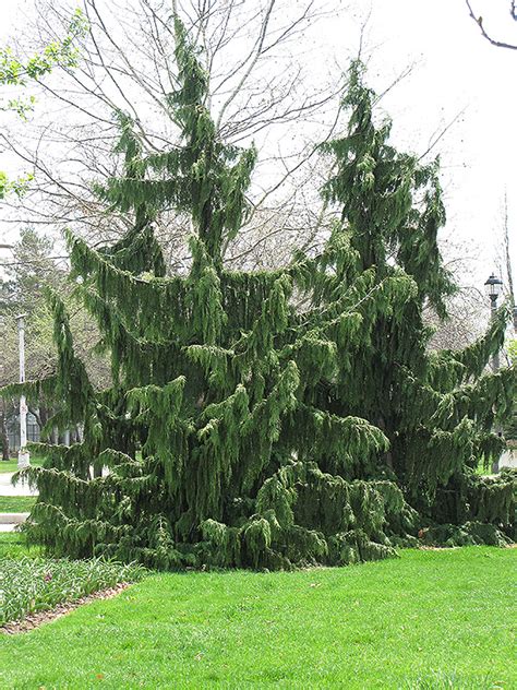 Nootka Cypress Chamaecyparis Nootkatensis In Issaquah Seattle
