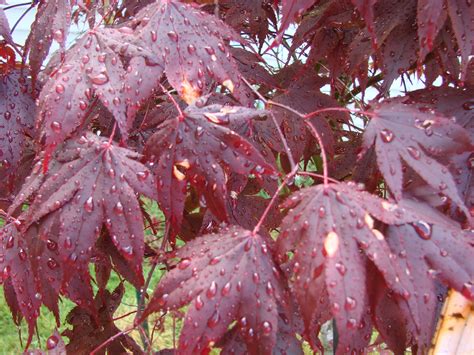 Japanese Maple Problem 210836 Ask Extension
