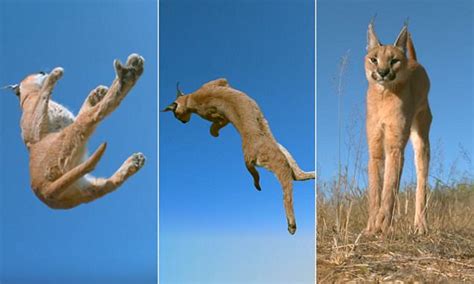 White Wolf Stunning Footage Shows A Caracal Defying Gravity After An