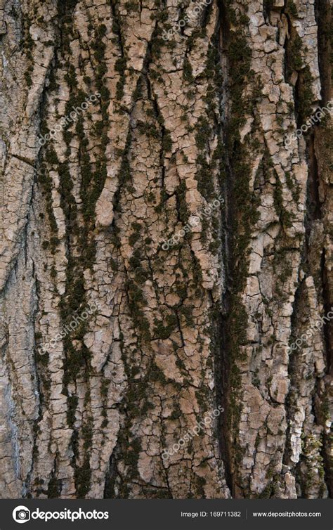 Tree Bark Texture — Stock Photo © Viktoriasapata 169711382