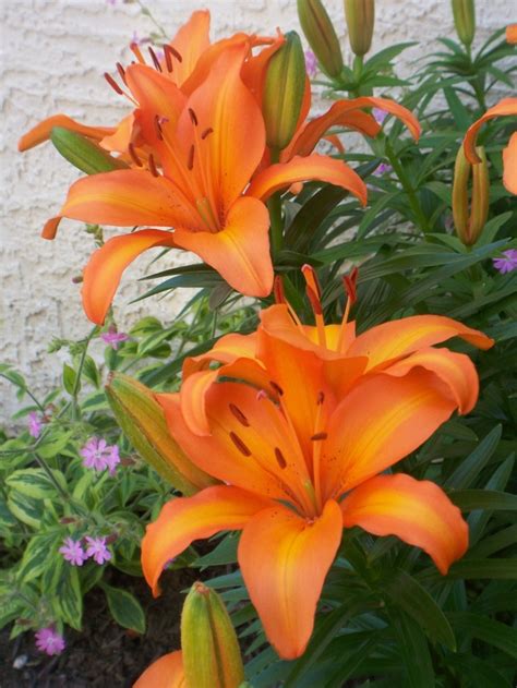 Lilium Asiaticum Lily Looks Tiny Skyline Asiatic Lily From Garden