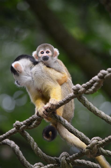 Squirrel Monkey Free Stock Photo Public Domain Pictures