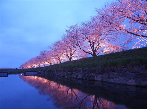Experience Fukuoka Japans Cherry Blossom Festival With Cebu Pacific