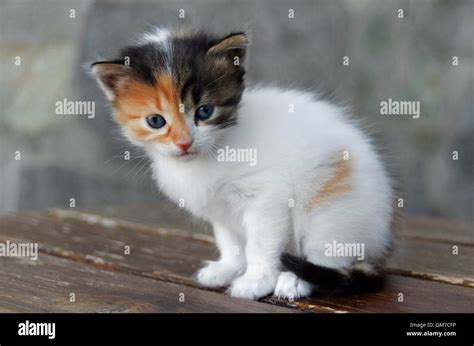 Four Weeks Old Calico Kitten Sitting On A Table Stock Photo Alamy