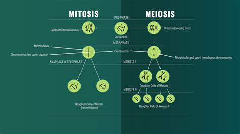 Mitosis And Meiosis Definition Difference Diagram