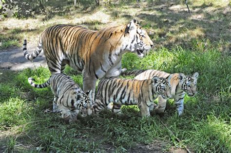 Amur Tiger Cubs Debut At Bronx Zoo Cbs New York