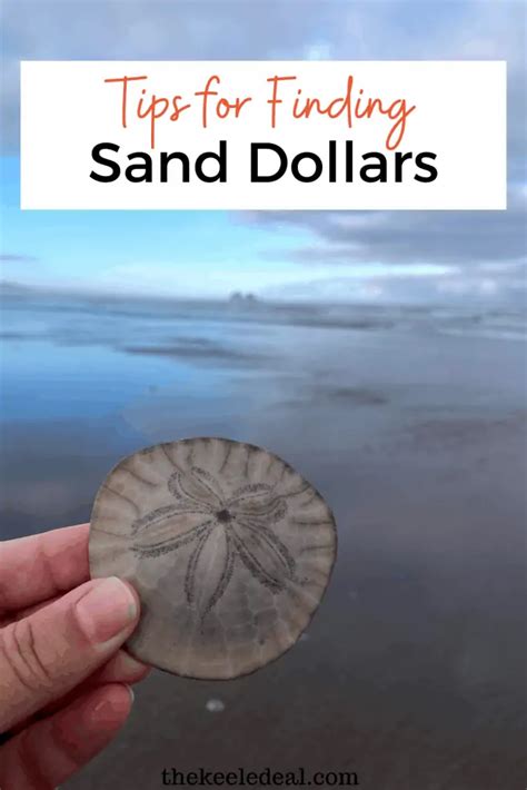 How To Find Sand Dollars 10 Easy Tips The Keele Deal