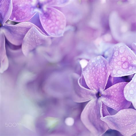 Lilac Flowers Macro Macro Image Of Spring Soft Violet Lilac Flowers