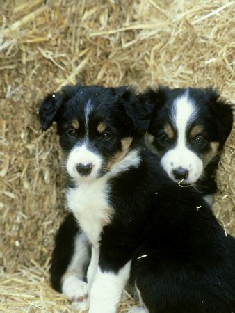 Images of border collie puppies. Border Collie Puppies Images | Puppies Pictures Online