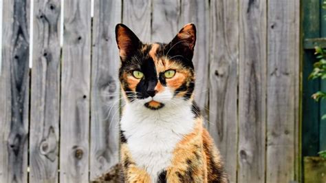 Calico Cat Breed Characteristics And Care Breedsapp